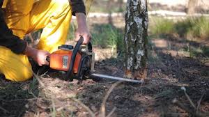 Best Hazardous Tree Removal  in Paulina, LA