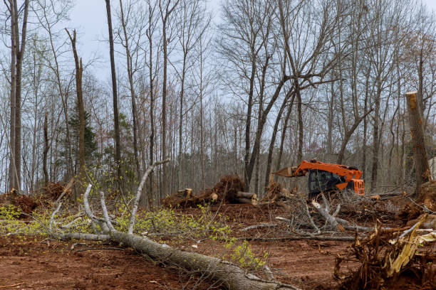 Best Emergency Tree Removal  in Paulina, LA