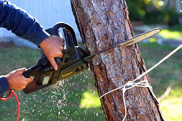 Best Storm Damage Tree Cleanup  in Paulina, LA