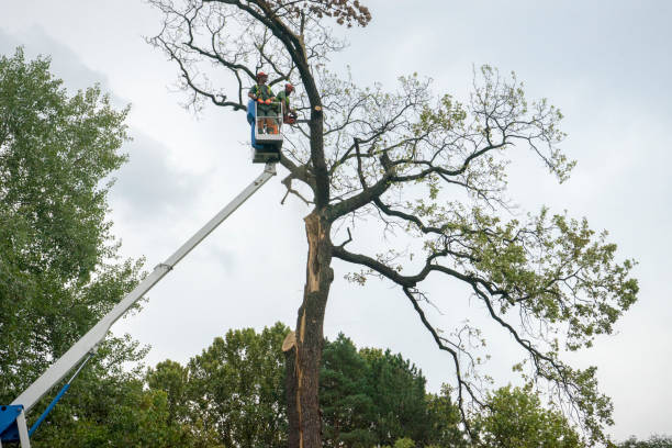 Best Utility Line Clearance  in Paulina, LA