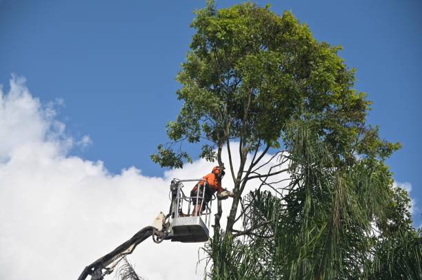 Best Palm Tree Trimming  in Paulina, LA